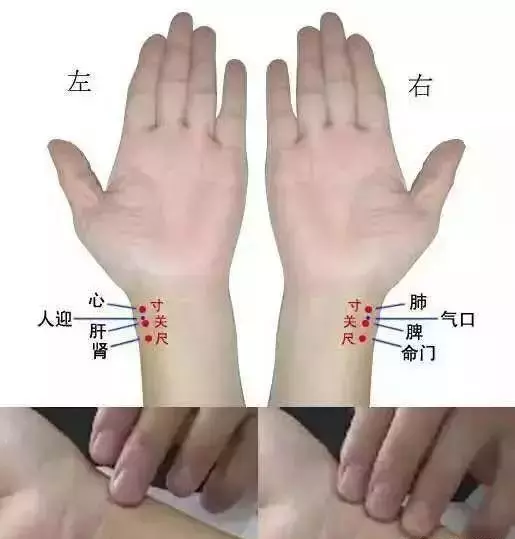 诊脉入门基础知识(1)
