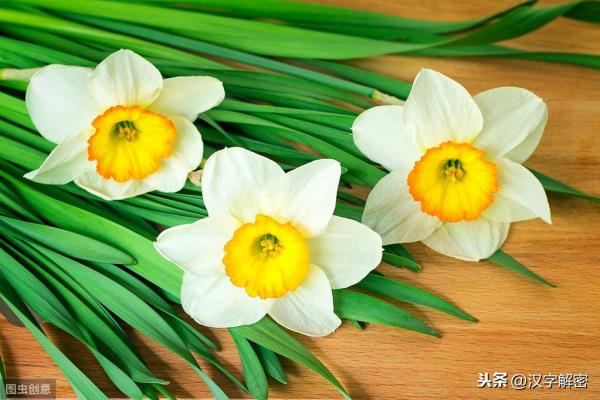 水仙花的真正花语是什么.