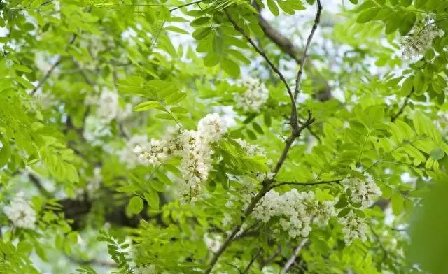 十大凶树分别是什么(1)