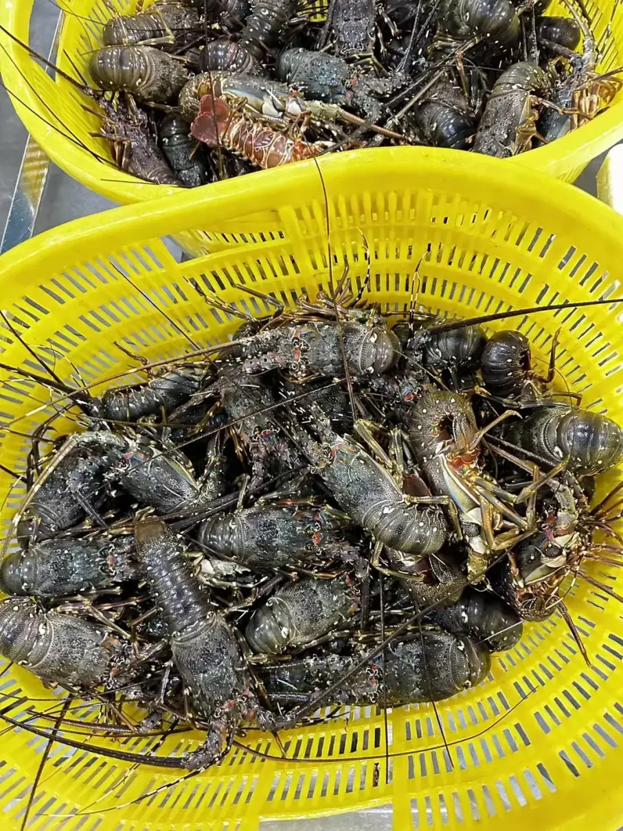 小青龙虾是海水虾还是淡水虾(1)