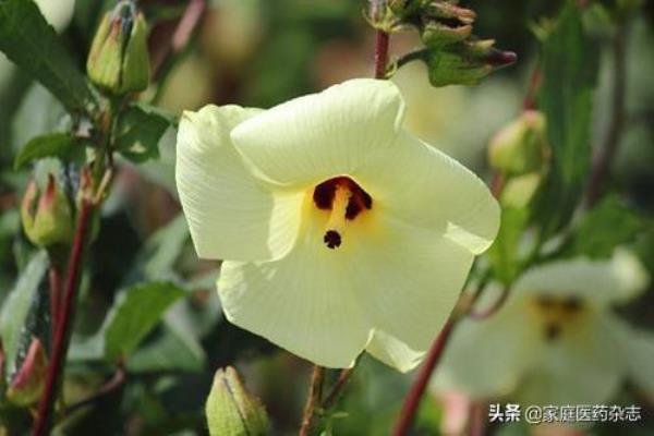 野芙蓉泡水喝有什么效果.