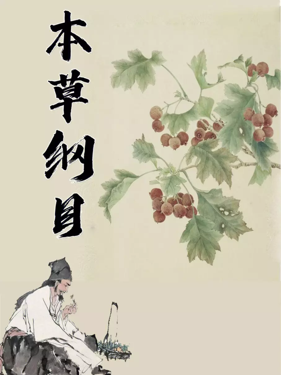 女贞子价格2023最新价格(2)