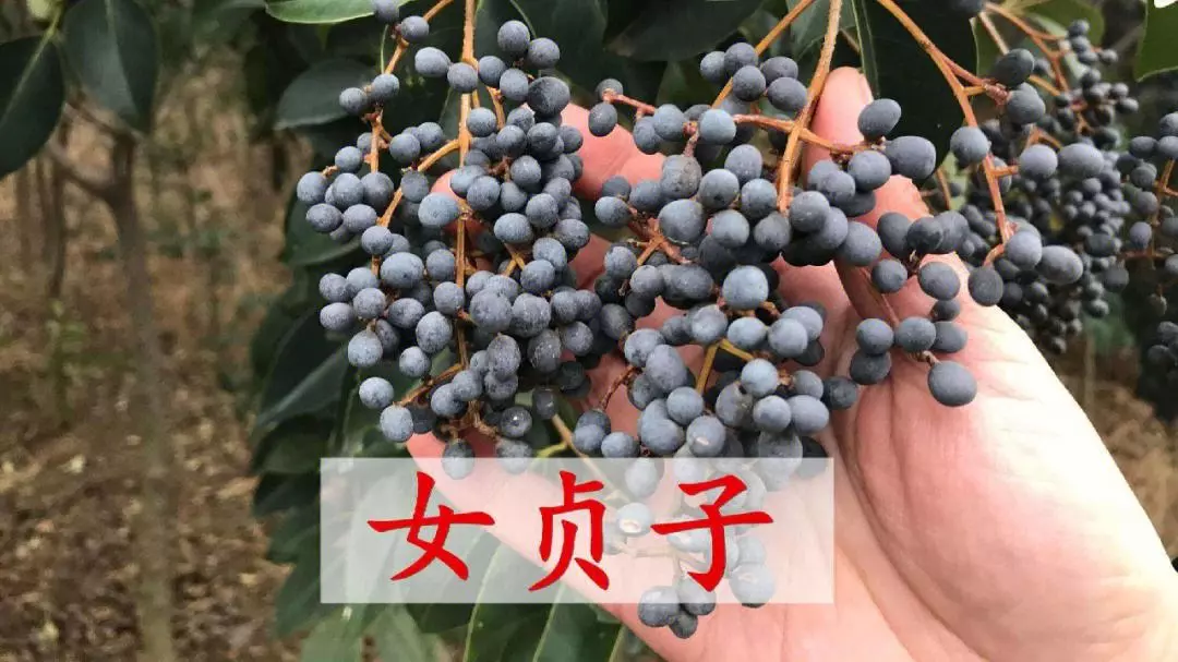 女贞子价格2023最新价格(3)
