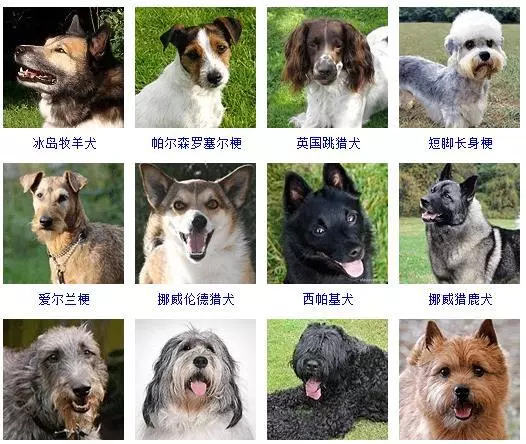 宠物犬类品种大全(10)