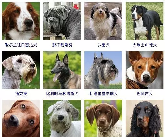 宠物犬类品种大全(11)