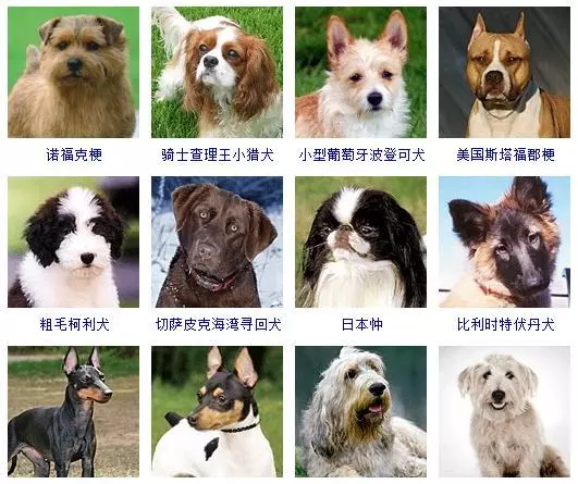 宠物犬类品种大全(12)