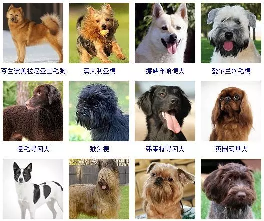 宠物犬类品种大全(13)