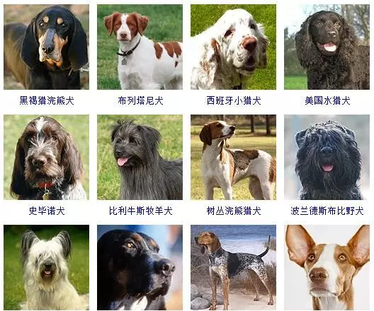 宠物犬类品种大全(14)