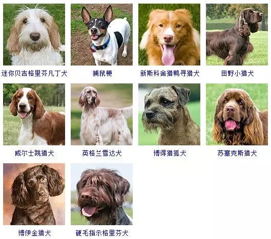 宠物犬类品种大全(15)