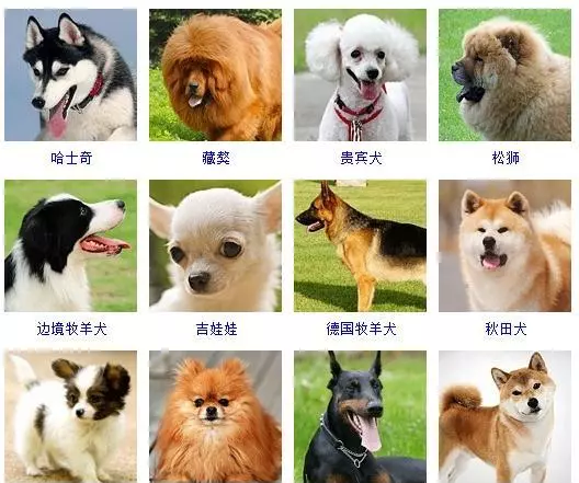 宠物犬类品种大全(1)