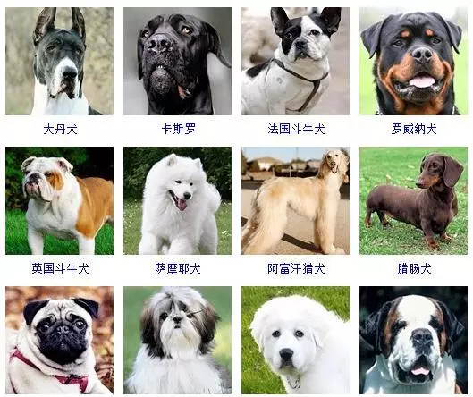 宠物犬类品种大全(2)