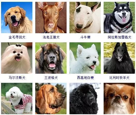 宠物犬类品种大全(3)