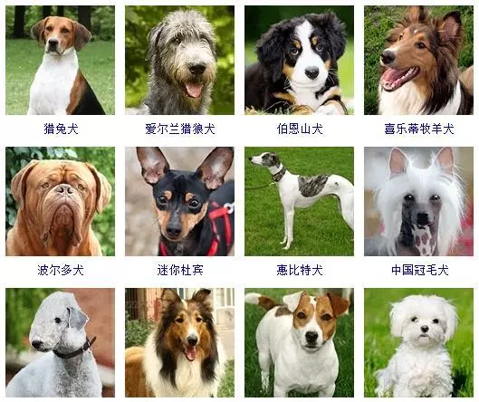 宠物犬类品种大全(4)
