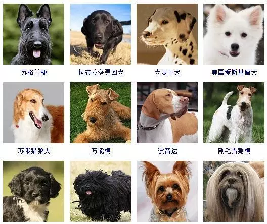 宠物犬类品种大全(5)