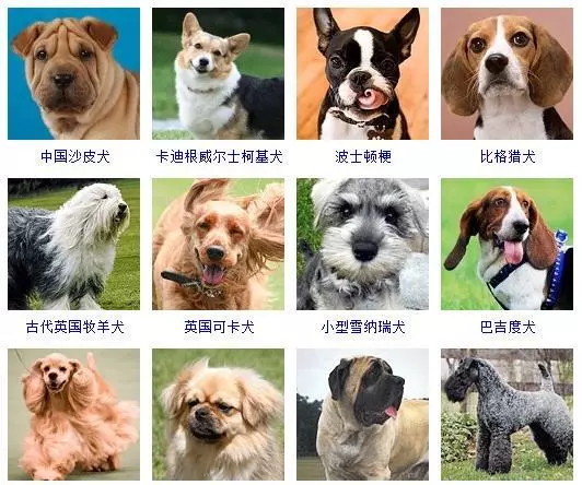 宠物犬类品种大全(6)