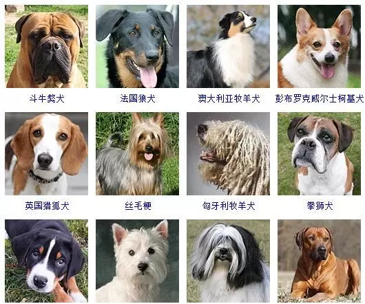宠物犬类品种大全(7)