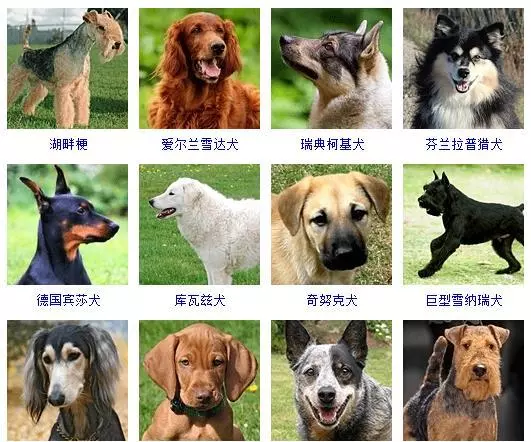 宠物犬类品种大全(8)