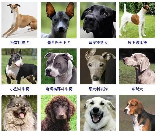 宠物犬类品种大全(9)