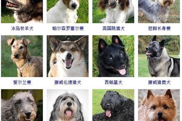 宠物犬类品种大全.