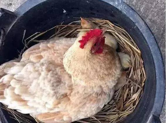 如何辨别鸡蛋能否孵出小鸡(1)