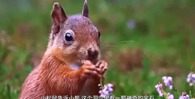 我要看小熊波比的所有集(1)