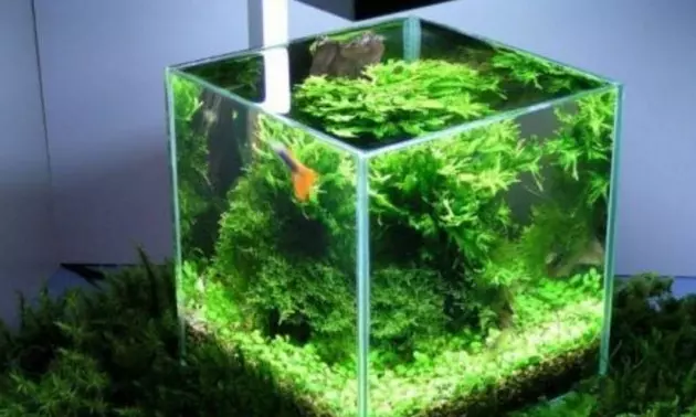 鱼缸浑浊的水变清的三种方法(1)