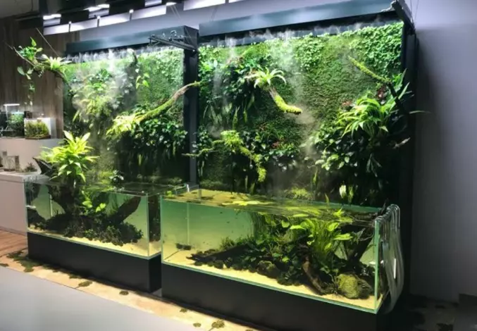 鱼缸浑浊的水变清的三种方法(2)