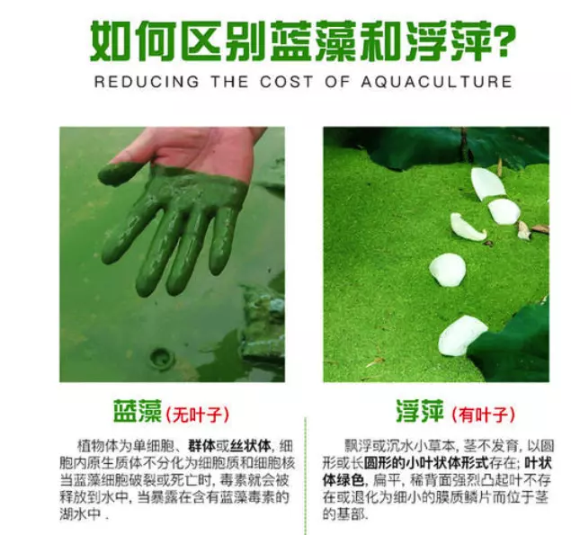 蓝藻绿藻和浮萍的区别(3)
