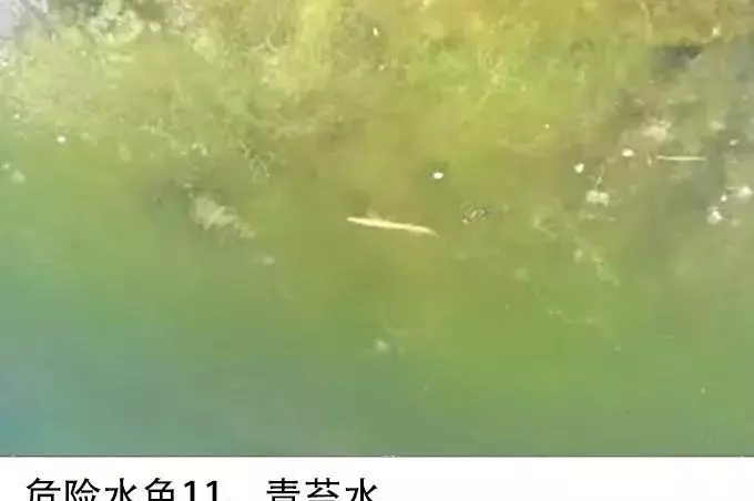 蓝藻绿藻和浮萍的区别(6)