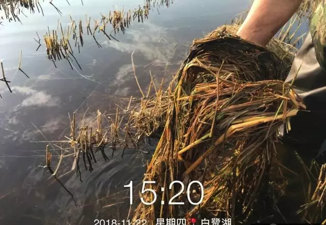 蓝藻绿藻和浮萍的区别(7)