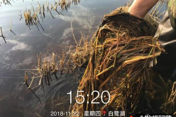 蓝藻绿藻和浮萍的区别.
