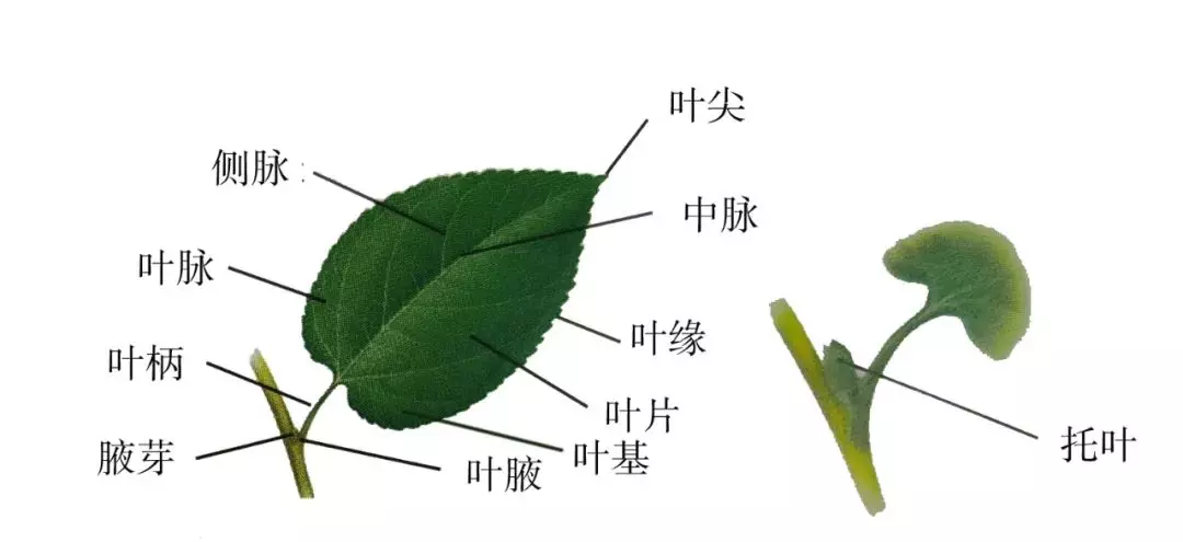 树叶的结构有哪三部分(1)