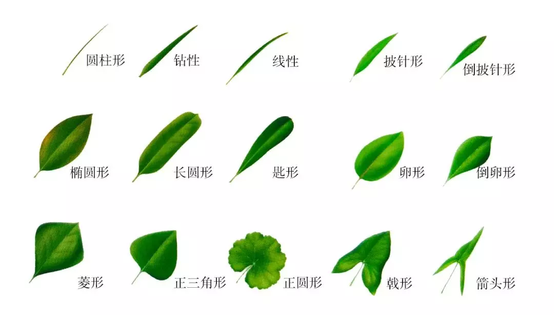 树叶的结构有哪三部分(2)