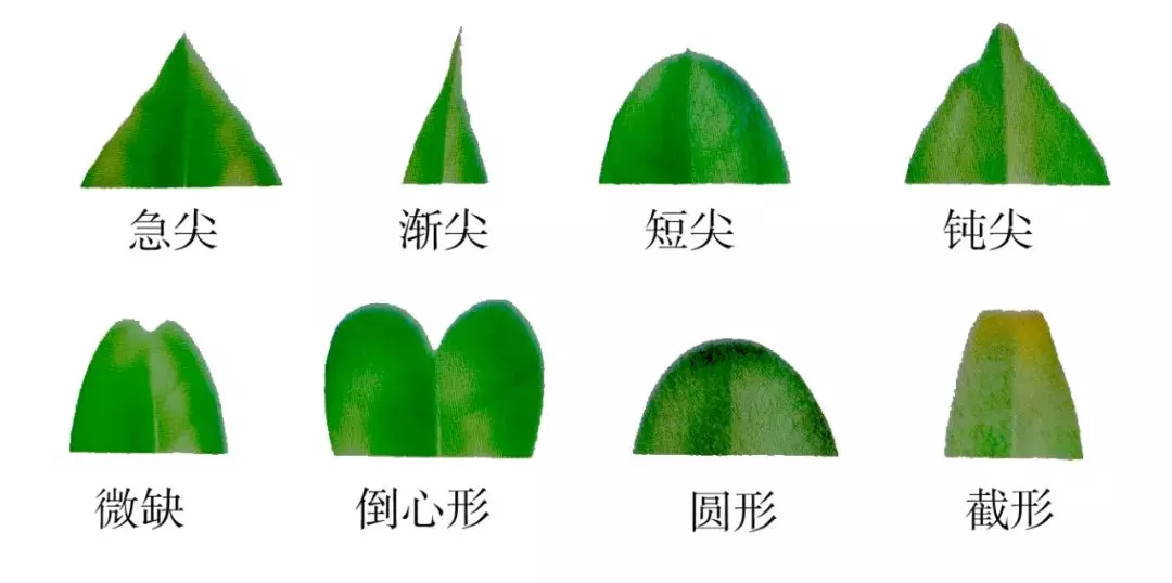 树叶的结构有哪三部分(3)