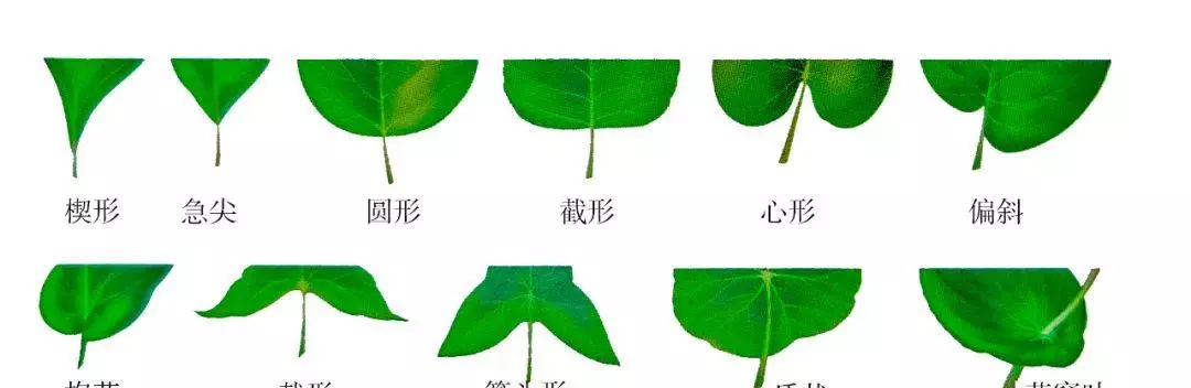树叶的结构有哪三部分(4)