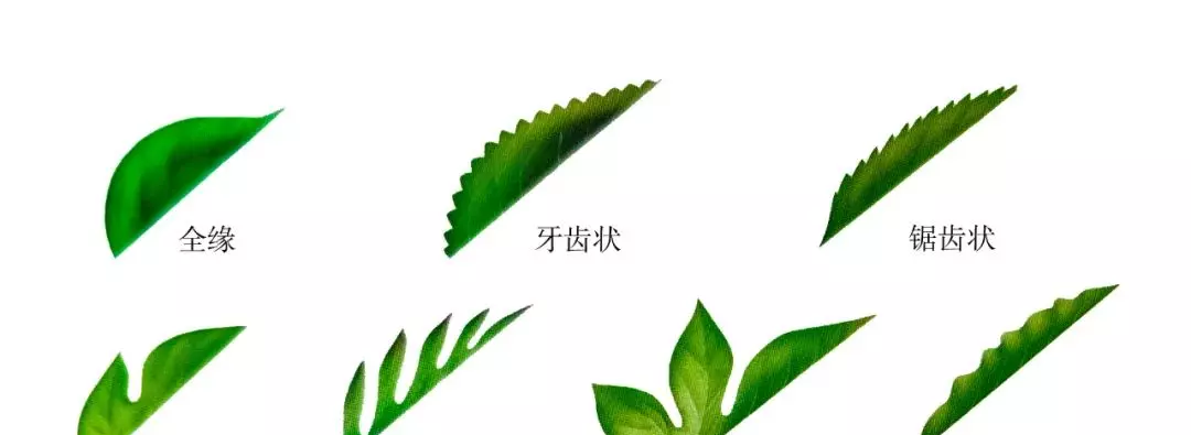 树叶的结构有哪三部分(5)