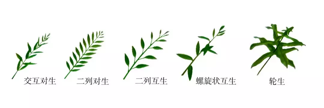 树叶的结构有哪三部分(7)