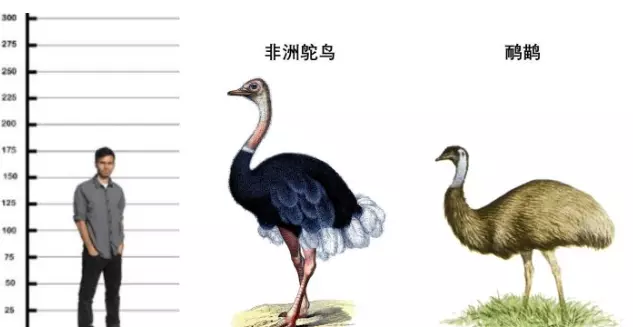 鸸鹋和鸵鸟的区别有哪些(3)