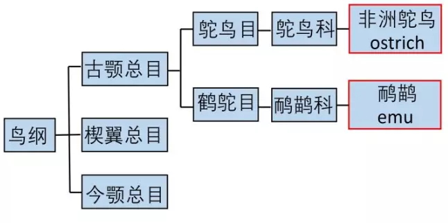 鸸鹋和鸵鸟的区别有哪些(7)