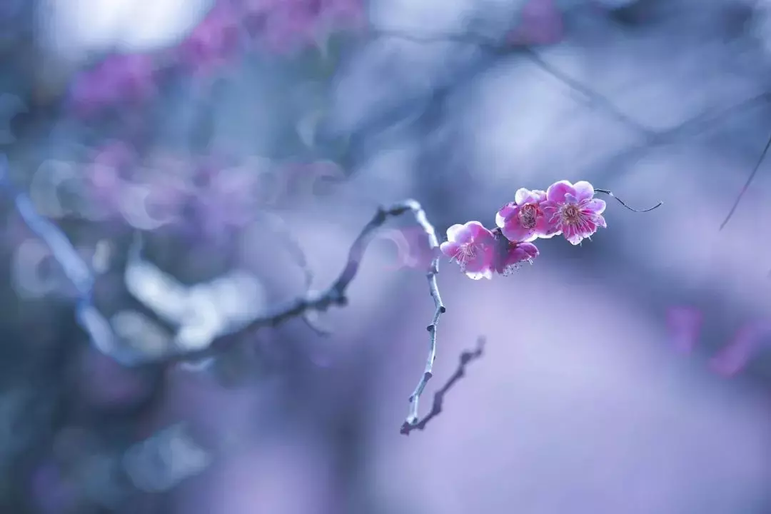写梅花的诗句古诗大全(10)