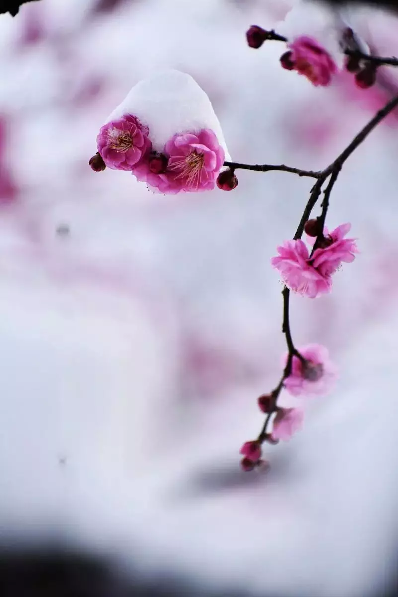 写梅花的诗句古诗大全(14)