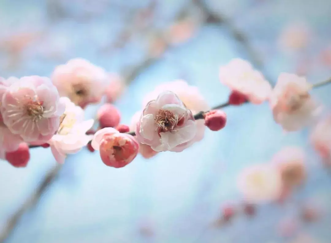 写梅花的诗句古诗大全(16)