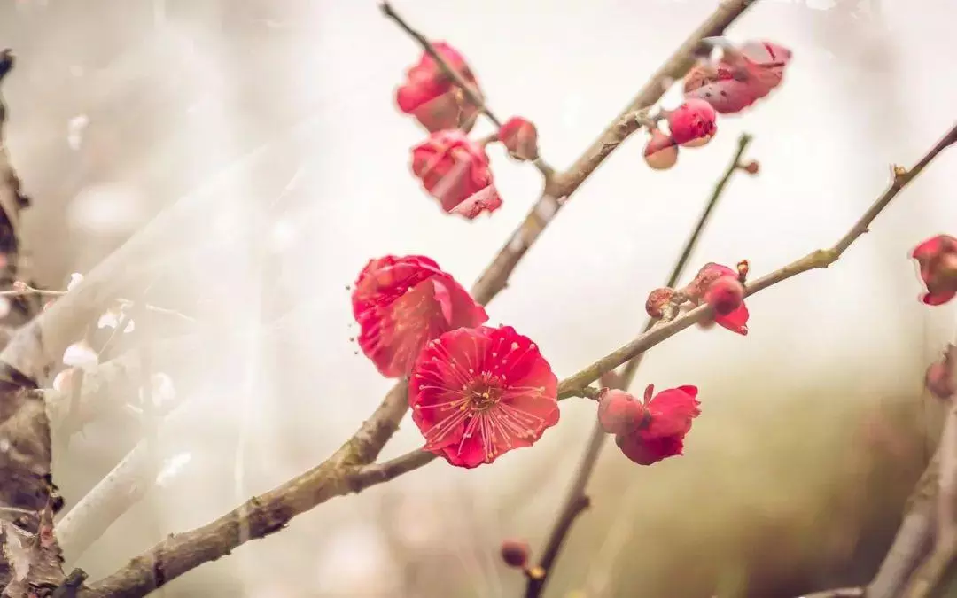 写梅花的诗句古诗大全(2)