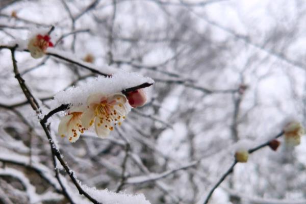 写梅花的诗句古诗大全.