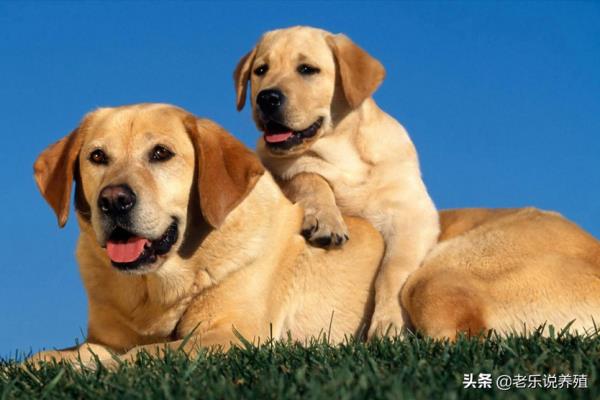 狗场养殖场需要什么手续.
