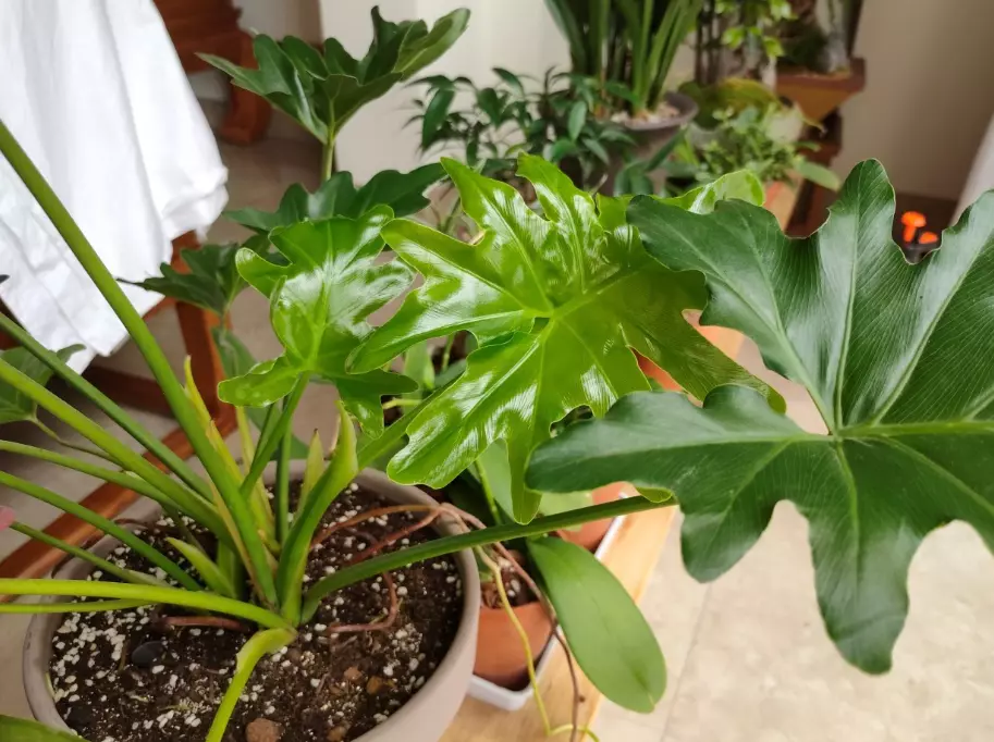 植物叶子发黄的原因和处理办法(12)