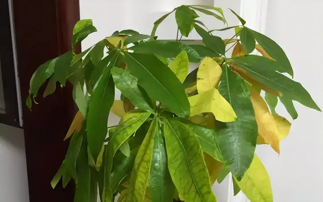 植物叶子发黄的原因和处理办法(13)