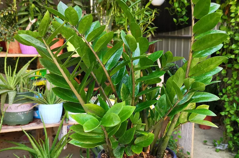 植物叶子发黄的原因和处理办法(14)