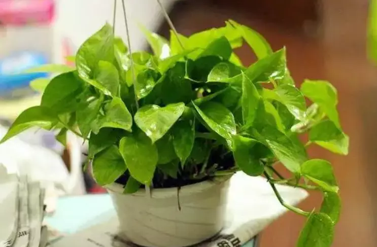 植物叶子发黄的原因和处理办法(1)
