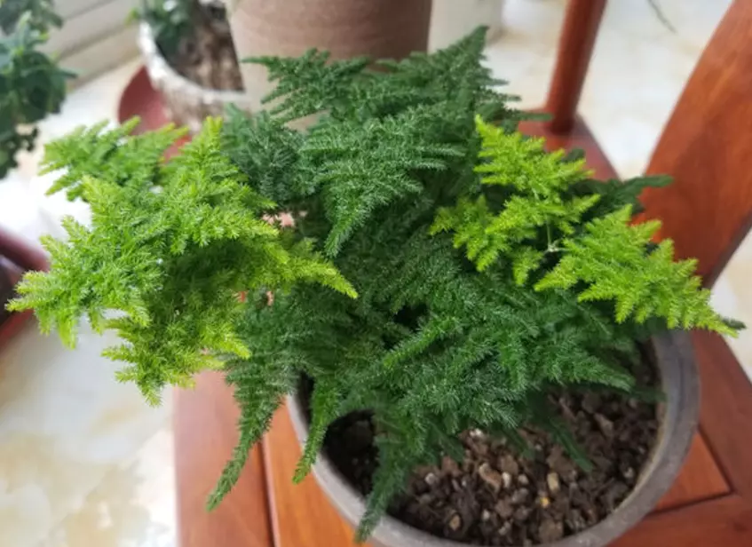 植物叶子发黄的原因和处理办法(2)